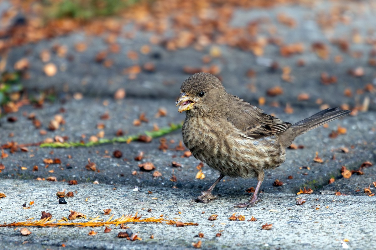 House Finch (Common) - ML641817921