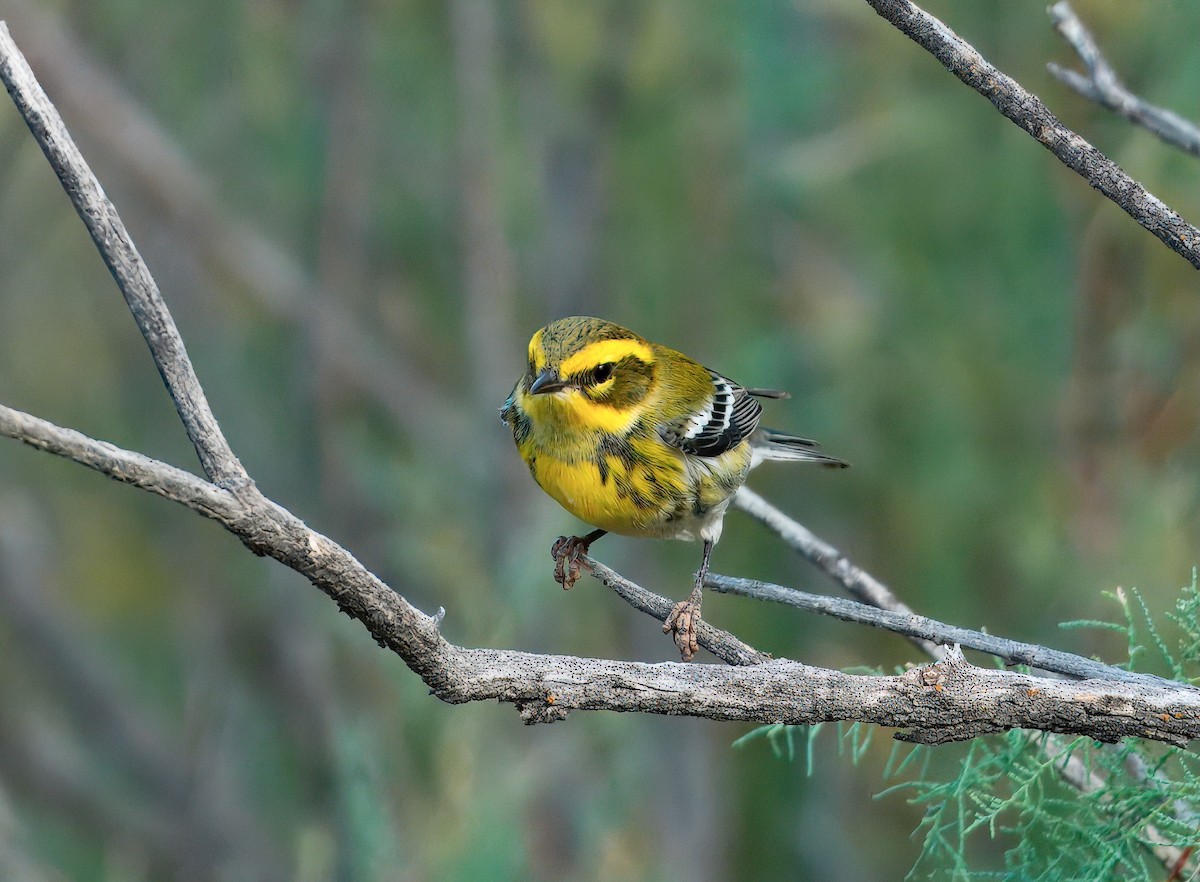 Townsend's Warbler - ML641817922