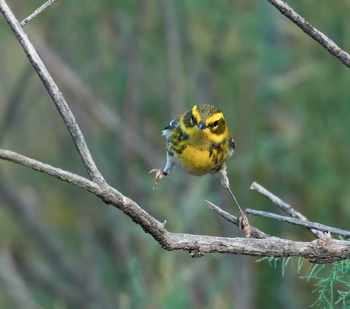 Townsend's Warbler - ML641817923
