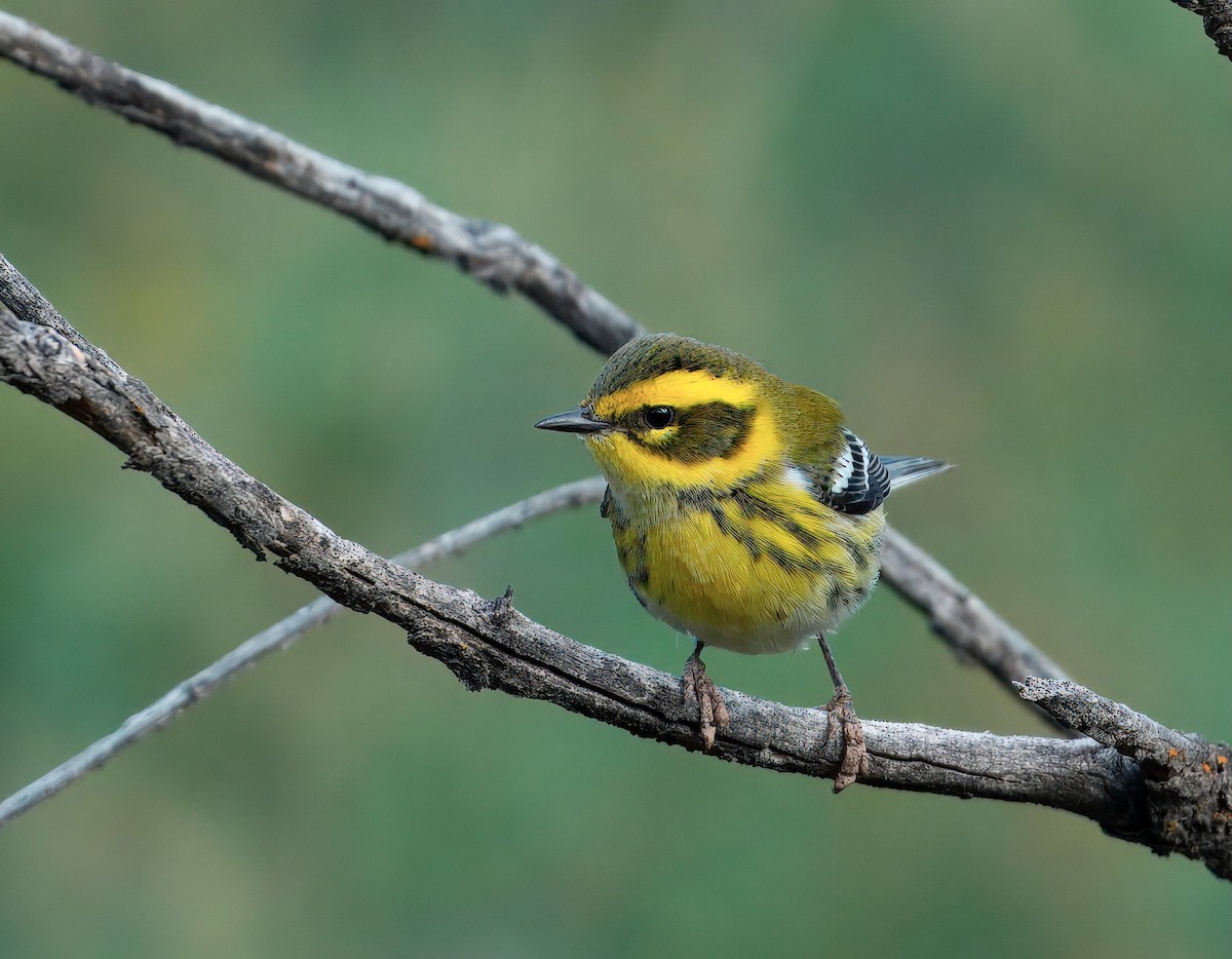 Townsend's Warbler - ML641817924