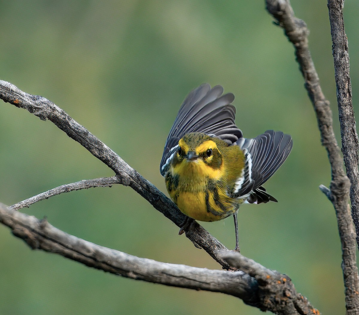Townsend's Warbler - ML641817925