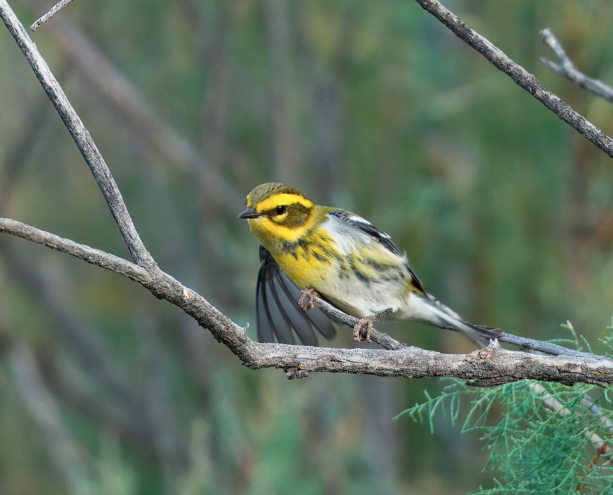 Townsend's Warbler - ML641817926