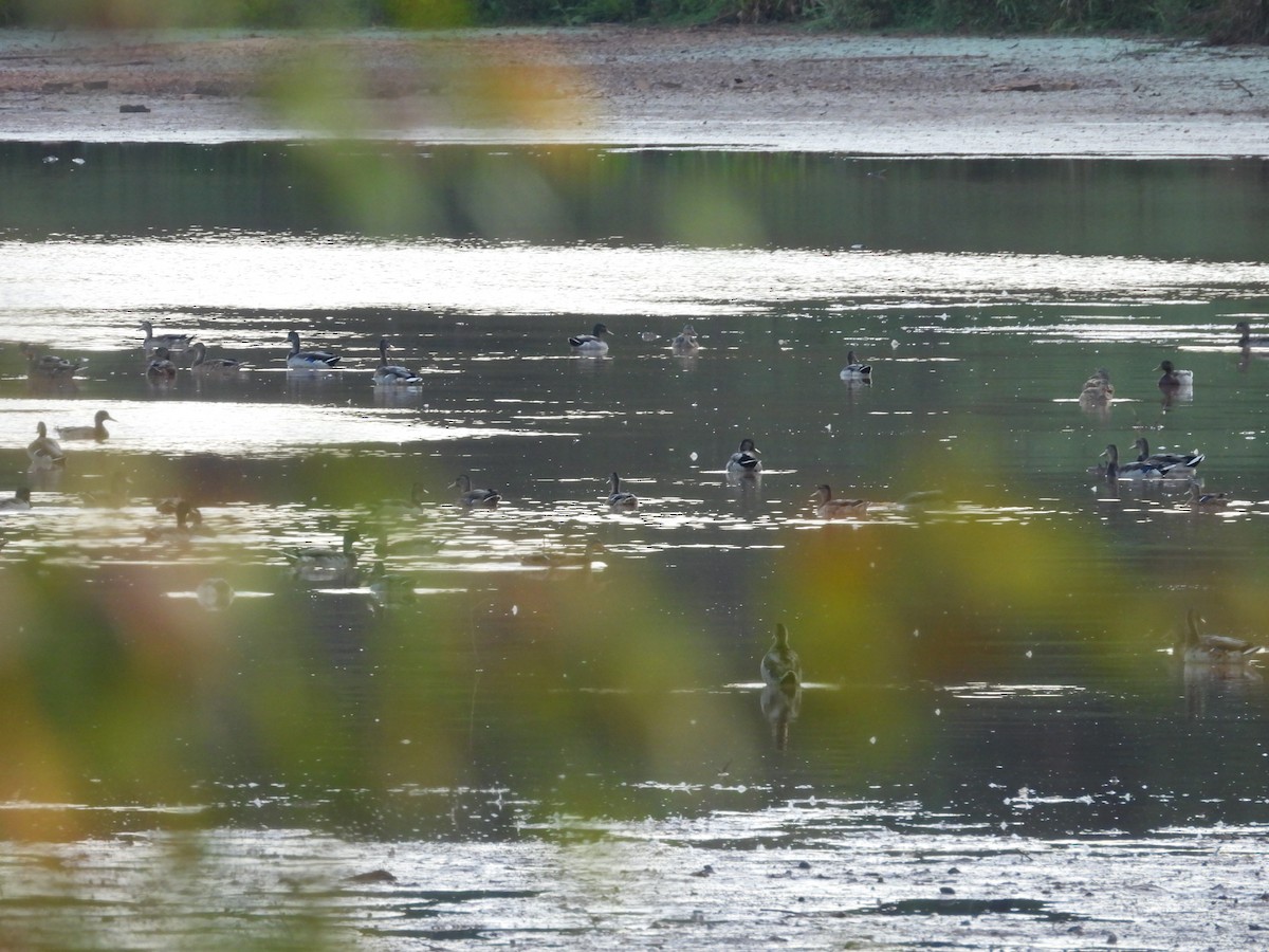 Mallard (Domestic type) - ML641817944