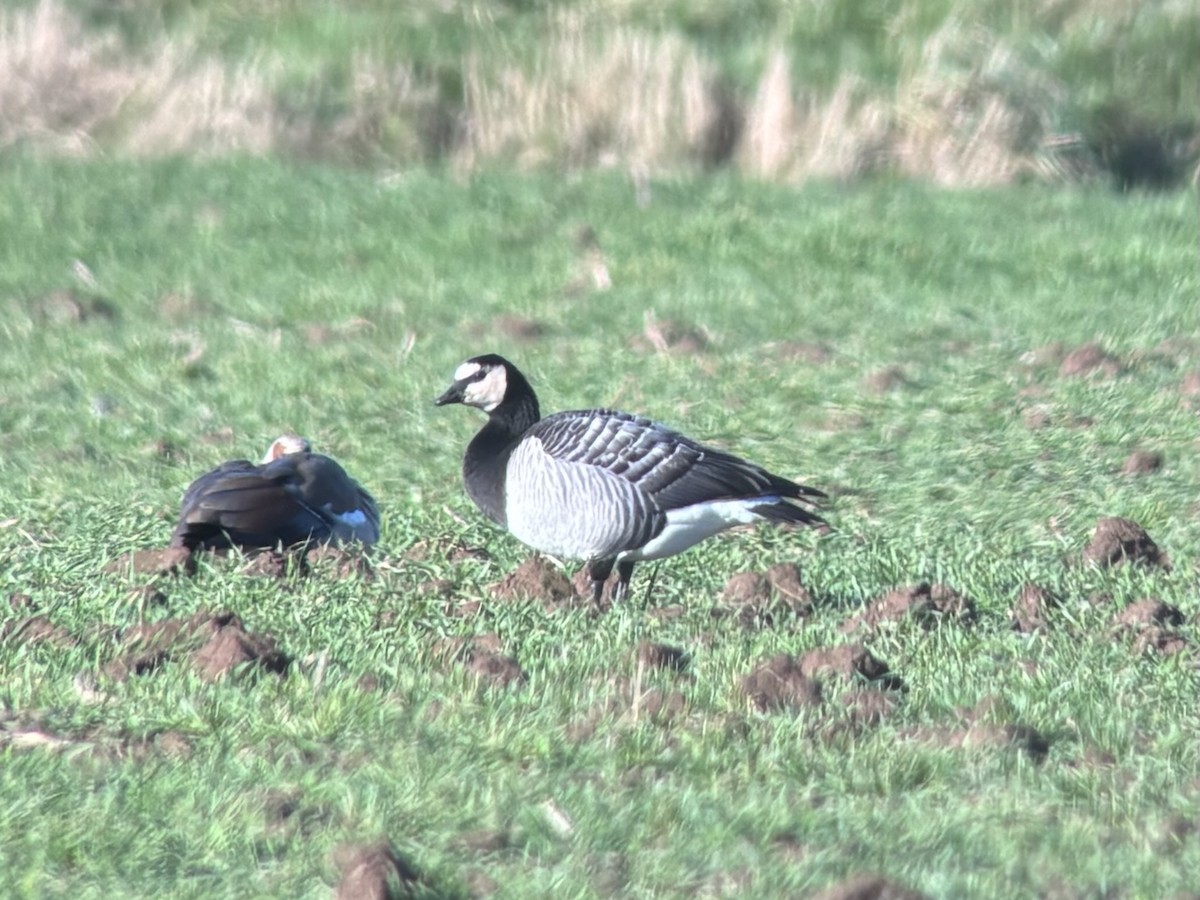 Barnacle Goose - ML641817959