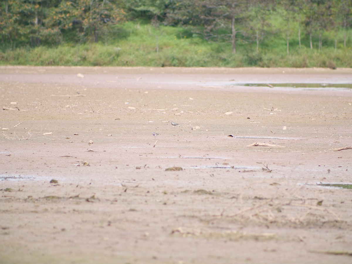 American Golden-Plover - ML641817982