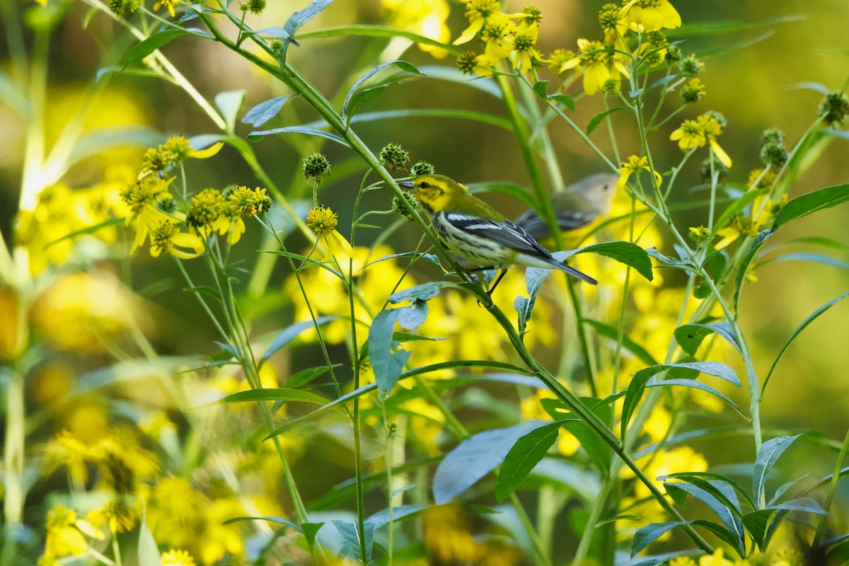 Black-throated Green Warbler - ML641818006