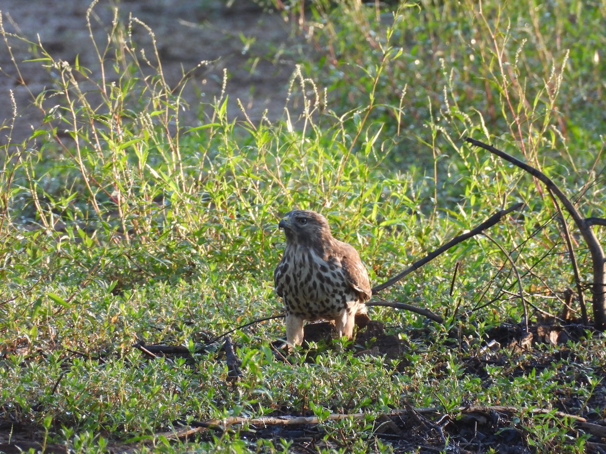 Red-tailed Hawk - ML641818021