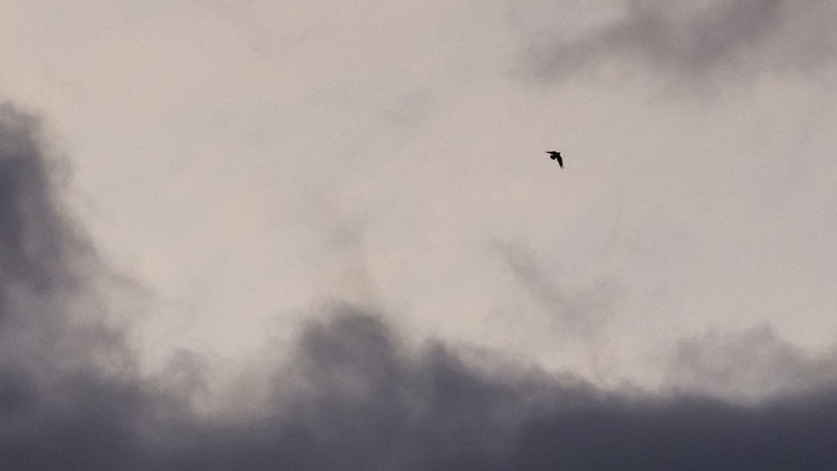 Grand Corbeau - ML641818029