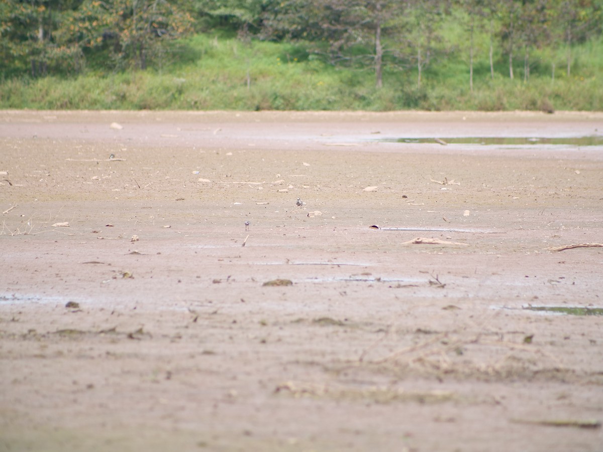 American Golden-Plover - ML641818030