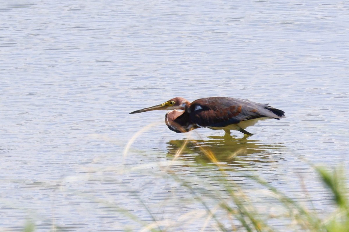 Tricolored Heron - ML641818032