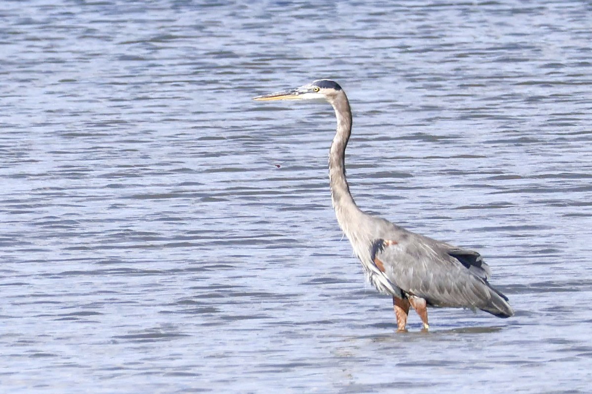 Great Blue Heron (Great Blue) - ML641818041