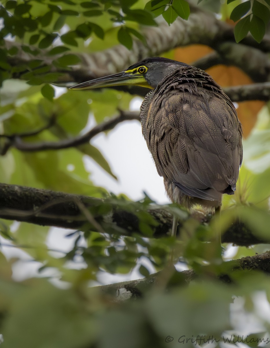 Bare-throated Tiger-Heron - ML641818047