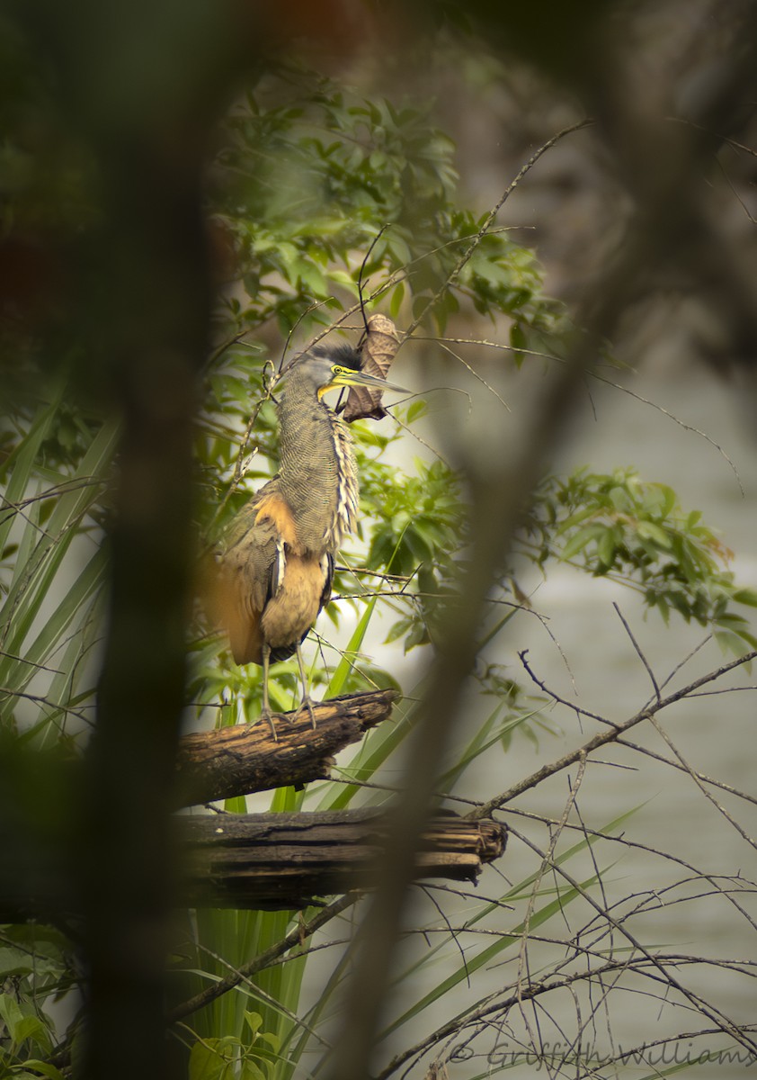Bare-throated Tiger-Heron - ML641818051