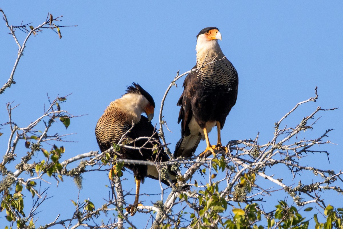 Crested Caracara (Northern) - ML641818081