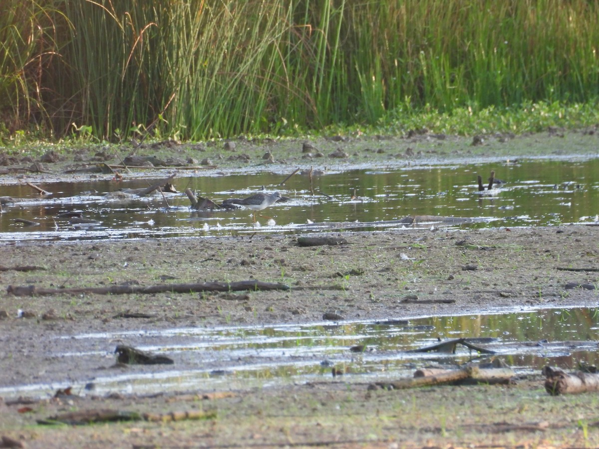 Lesser Yellowlegs - ML641818082