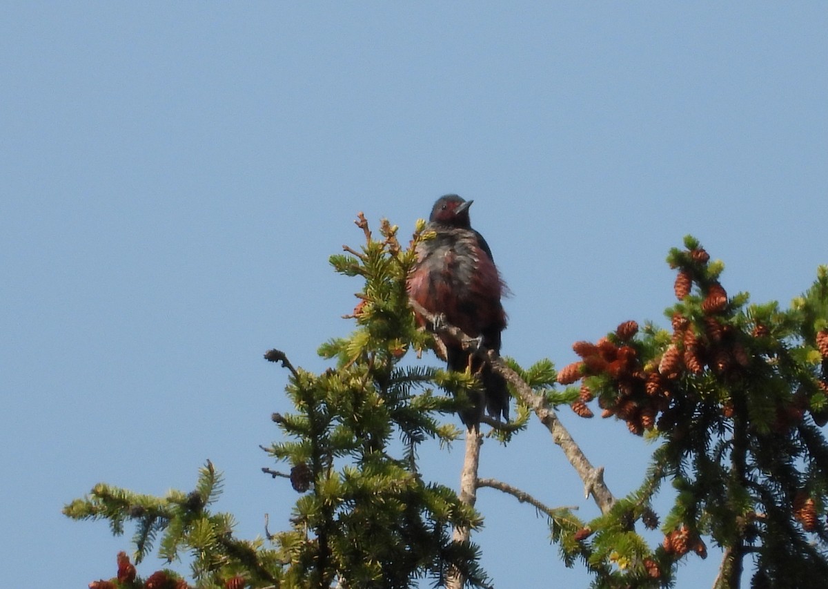 Lewis's Woodpecker - ML641818084