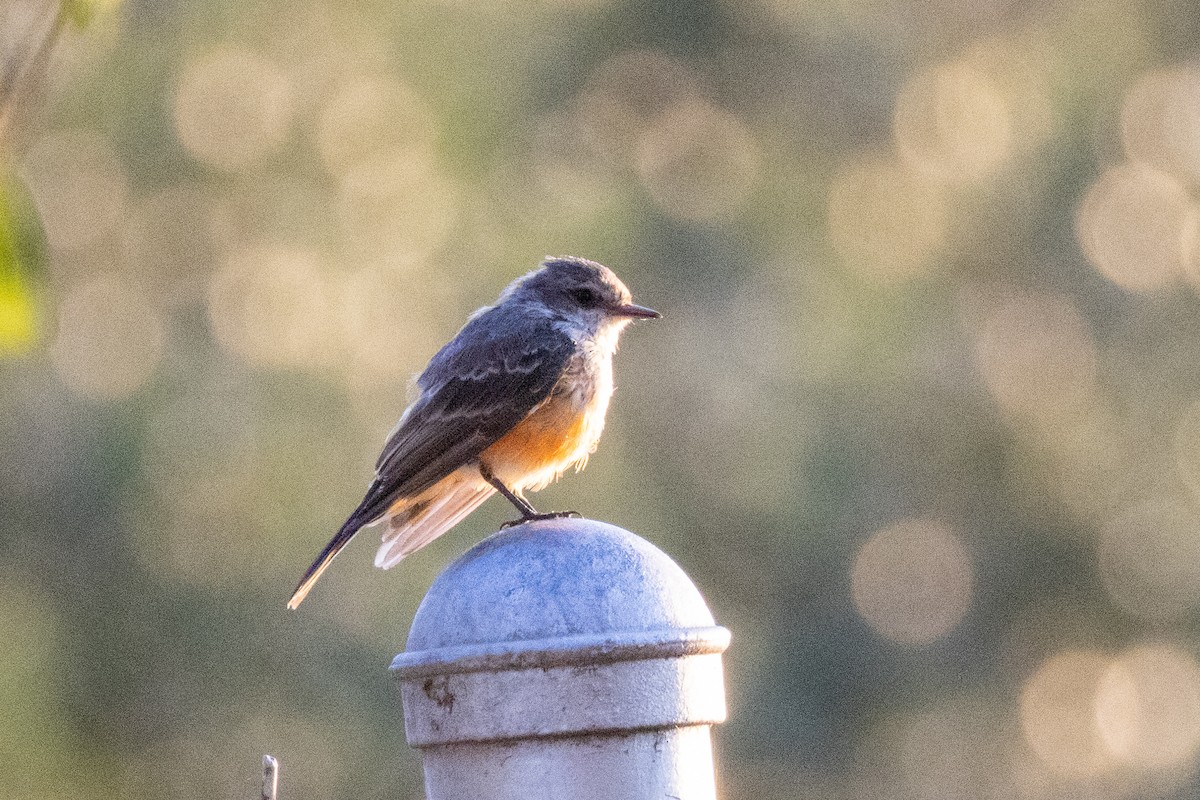 Vermilion Flycatcher - ML641818088