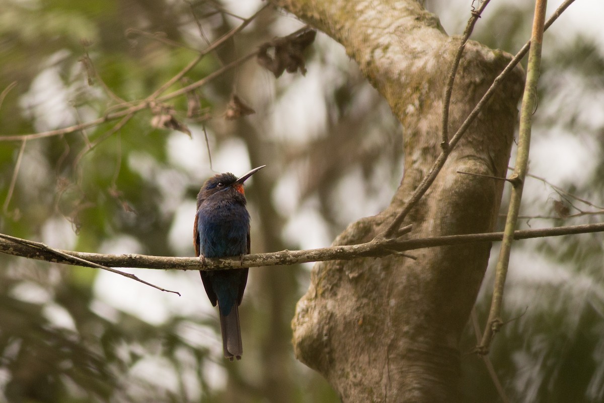 Blue-moustached Bee-eater - ML641818094