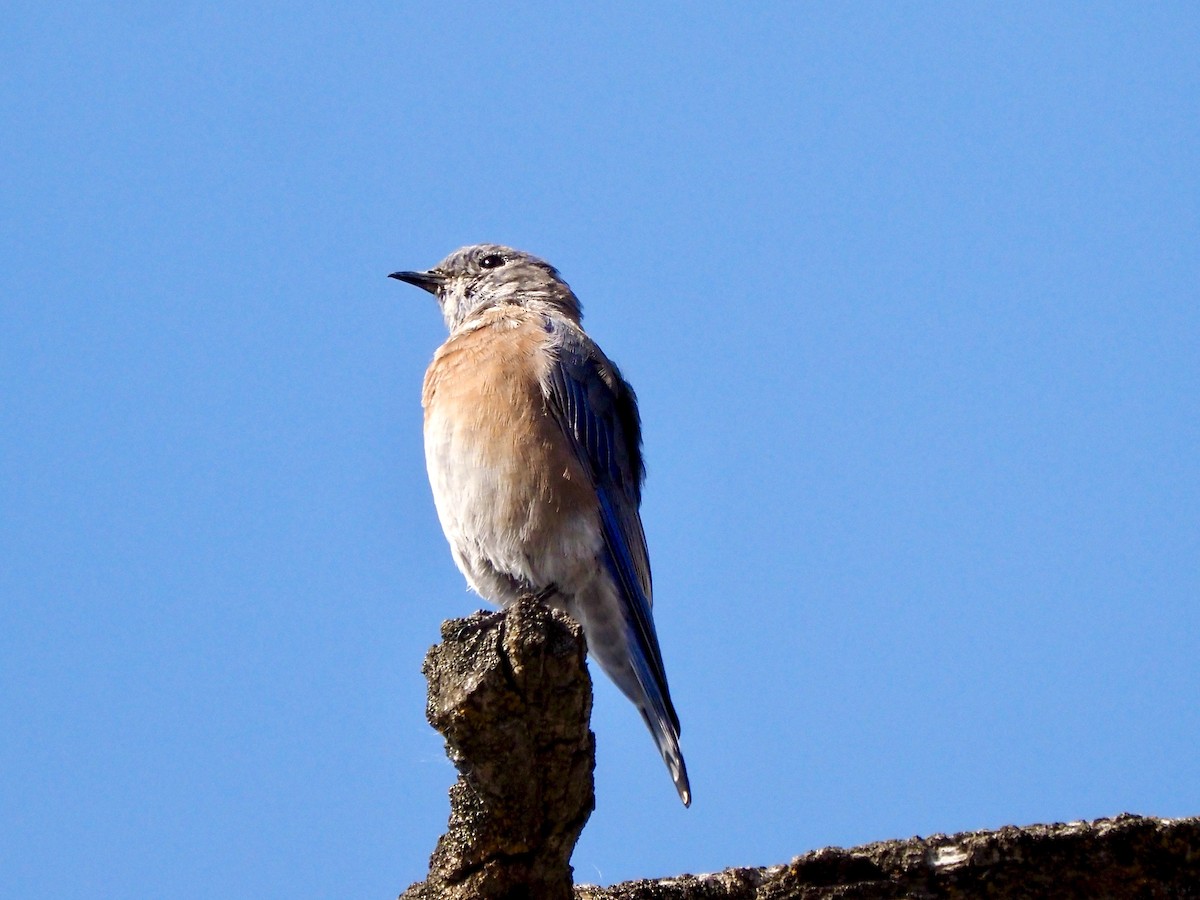 Western Bluebird - ML641818097