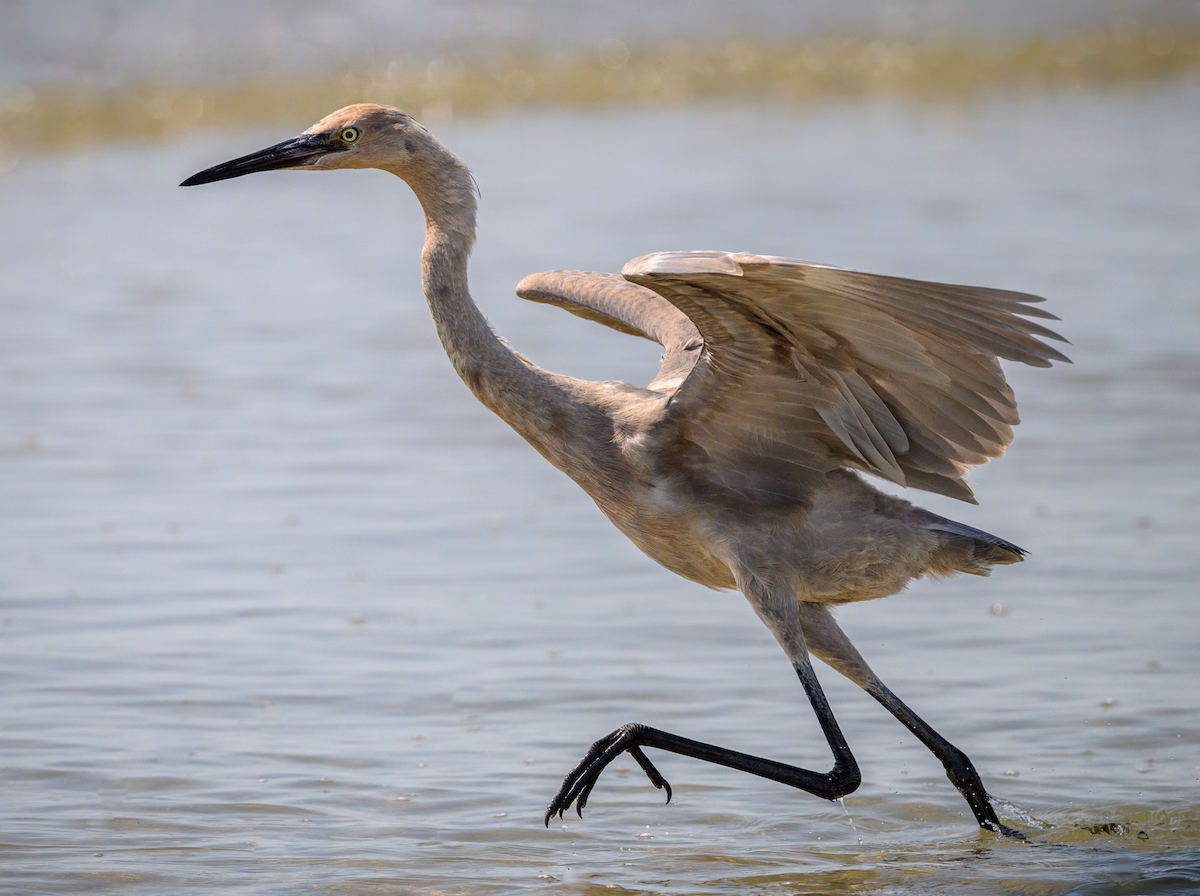 Reddish Egret - ML641818099