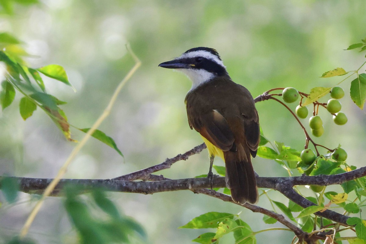 Great Kiskadee - ML641818109