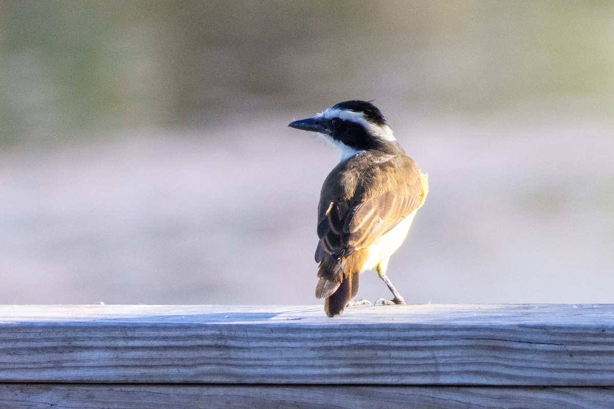 Great Kiskadee - ML641818110