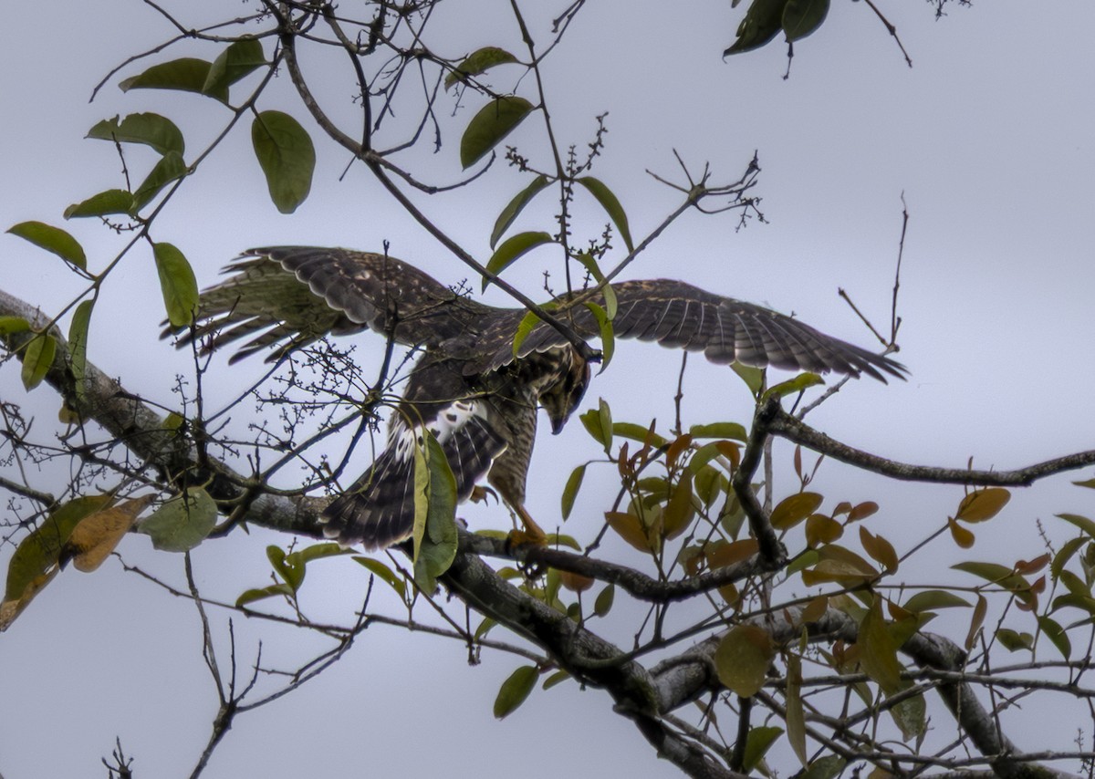 Gray Hawk - ML641818115