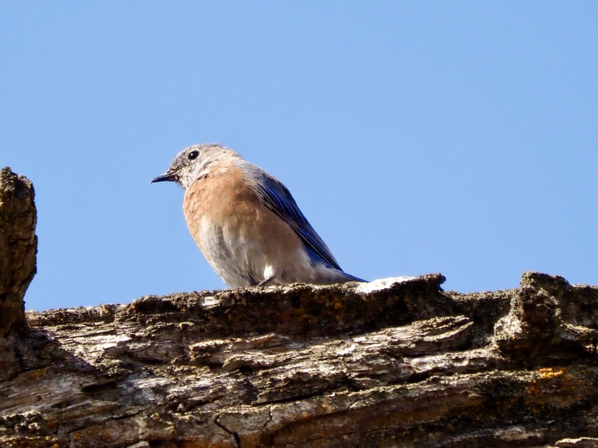 Western Bluebird - ML641818126
