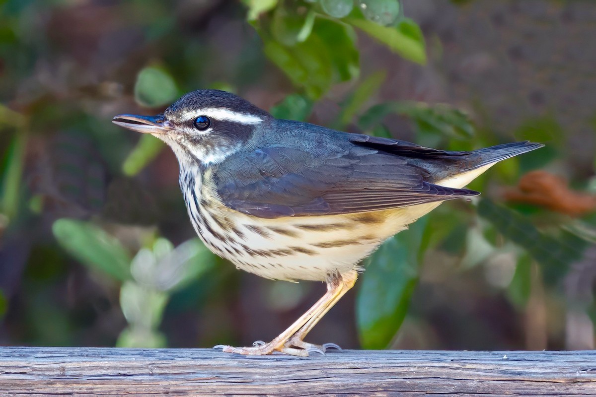 Louisiana Waterthrush - ML641818156