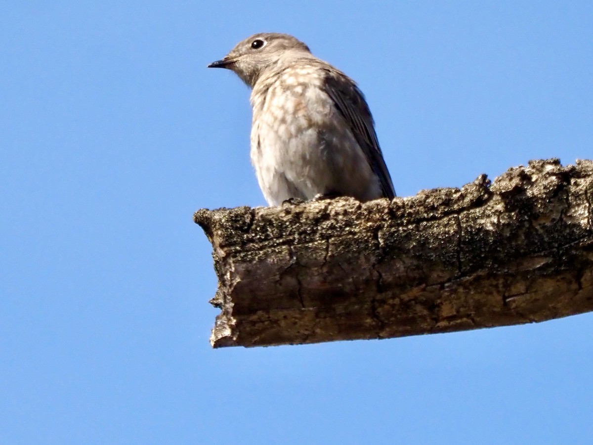 Western Bluebird - ML641818157