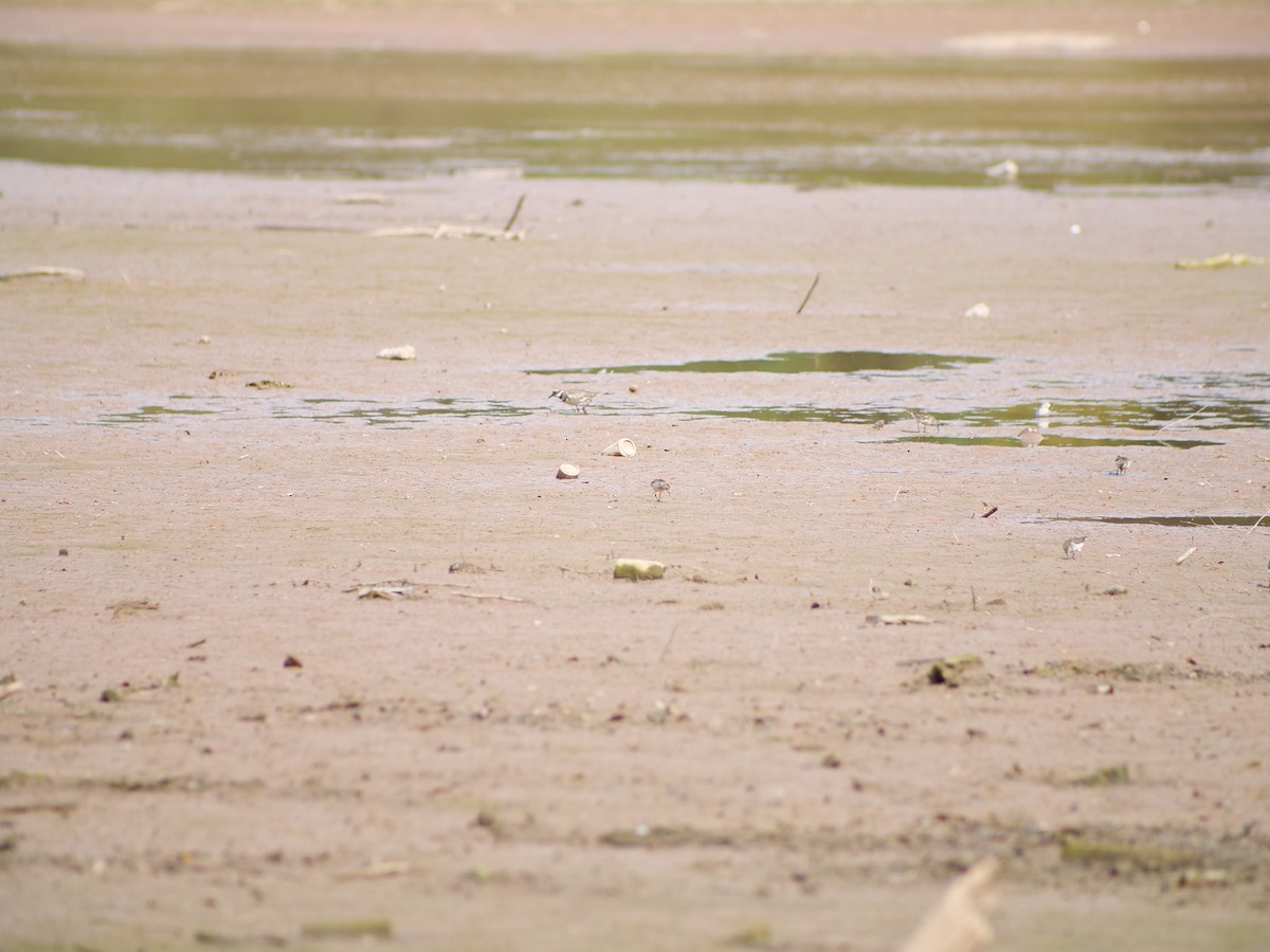 Killdeer - ML641818161