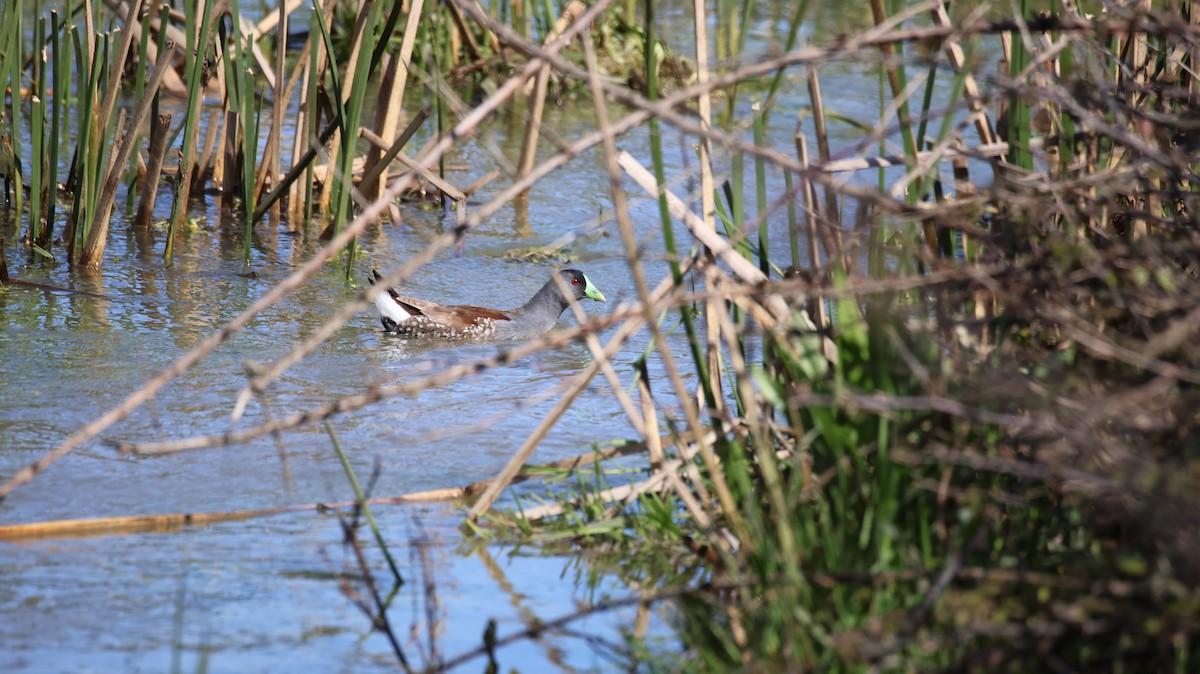 Gallinule à face noire - ML641818163