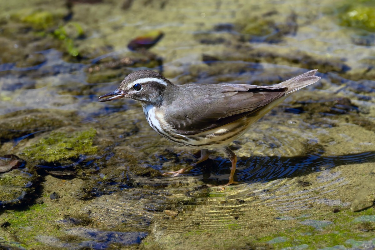 Louisiana Waterthrush - ML641818164