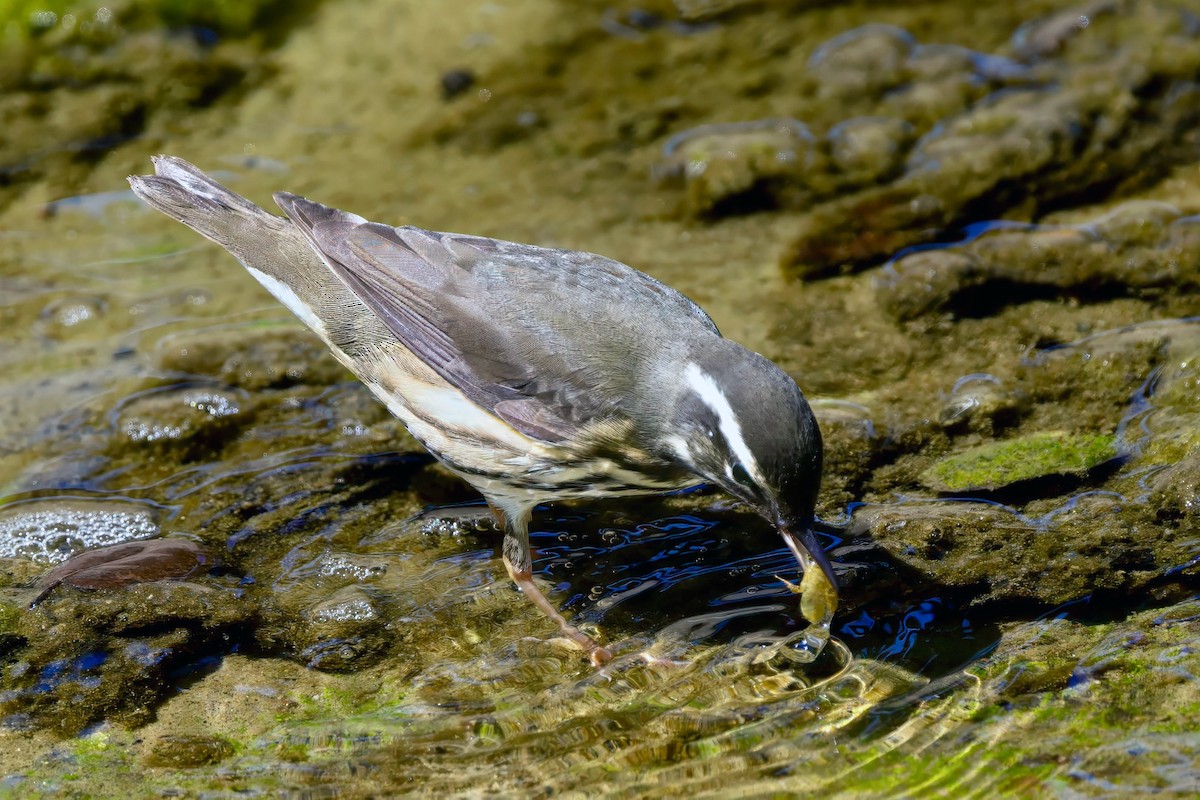 Louisiana Waterthrush - ML641818171