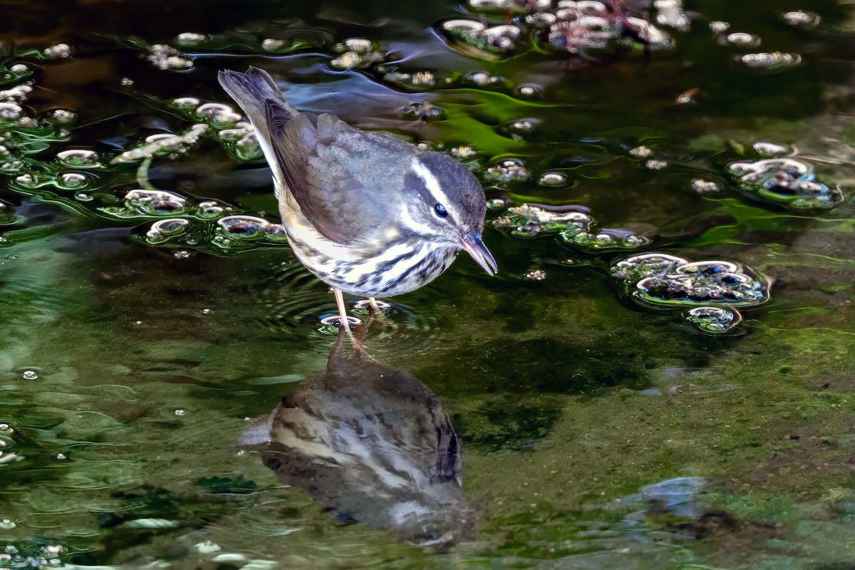 Louisiana Waterthrush - ML641818172