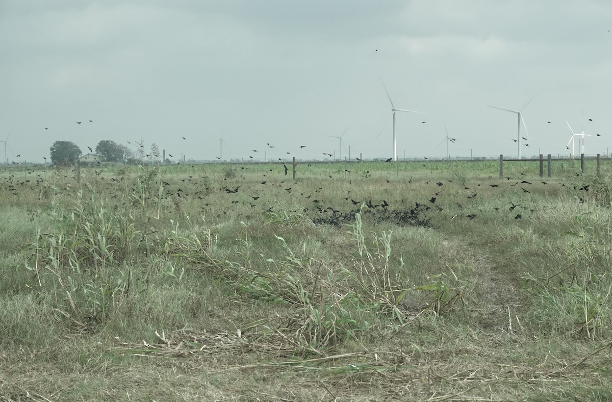 Red-winged Blackbird (Red-winged) - ML641818176