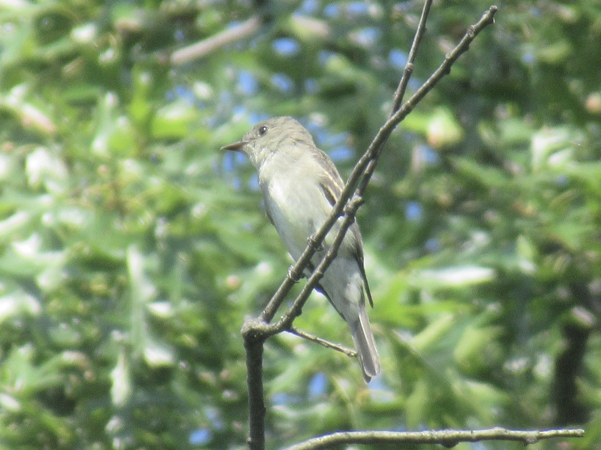 Eastern Wood-Pewee - ML641818216