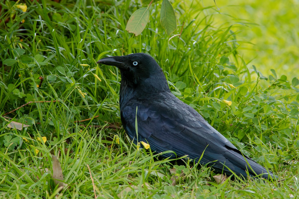 Australian Raven - ML641818227