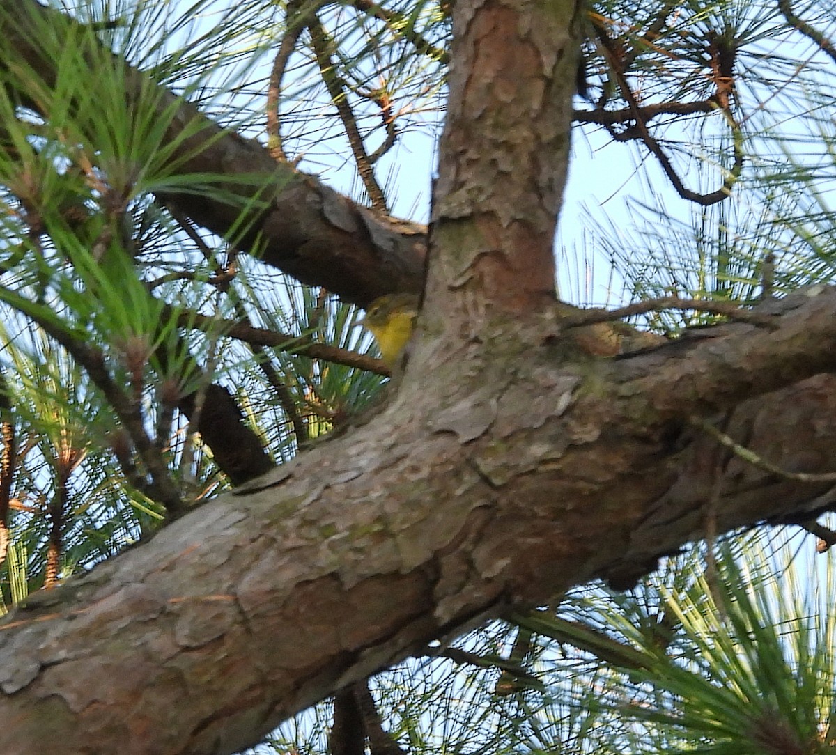 Pine Warbler - ML641818270