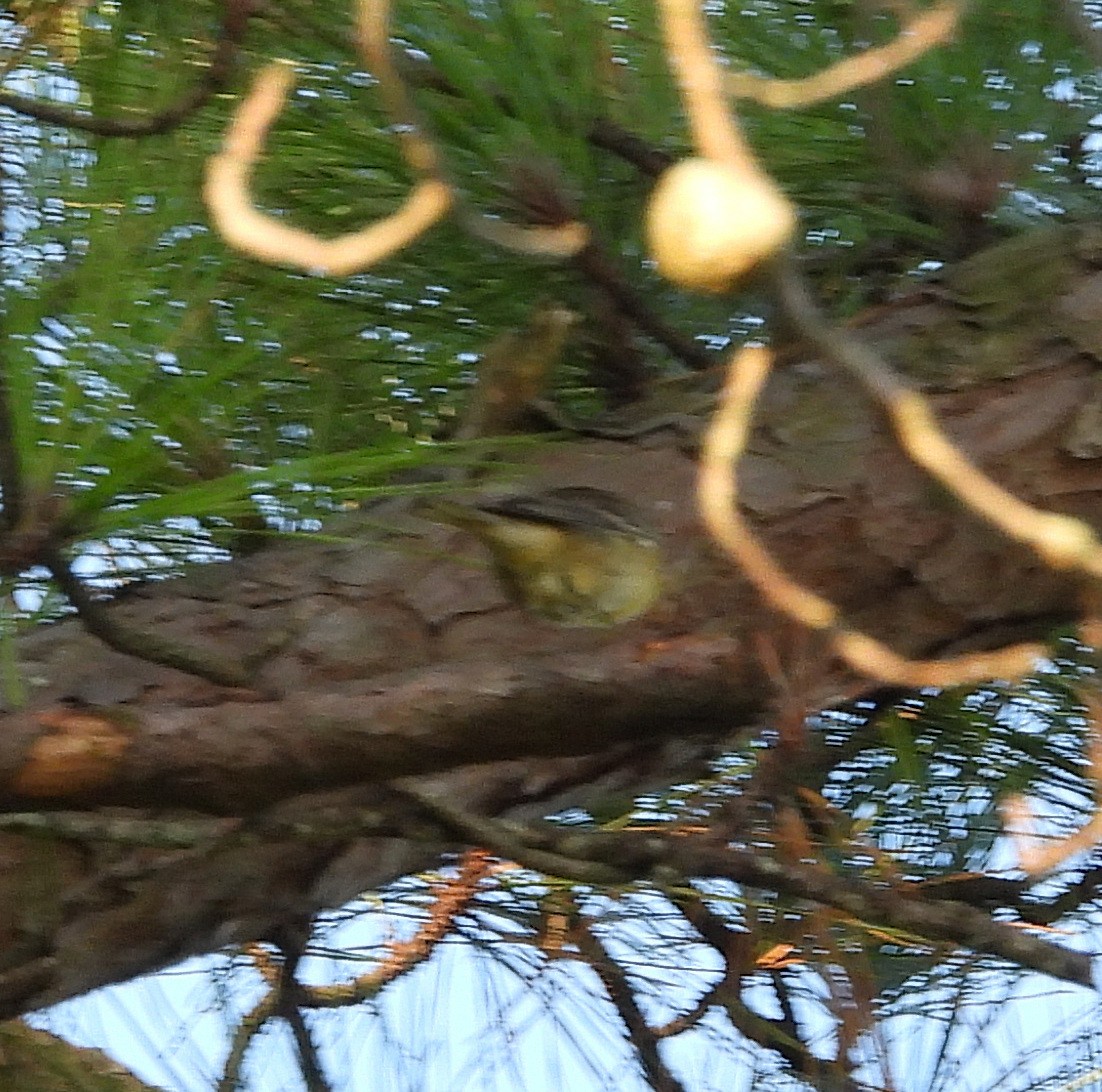 Pine Warbler - ML641818276