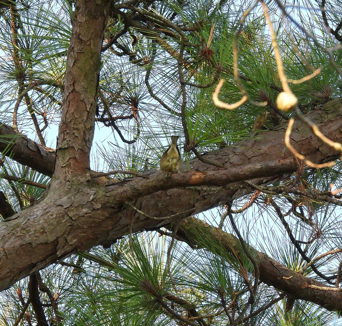 Pine Warbler - ML641818277