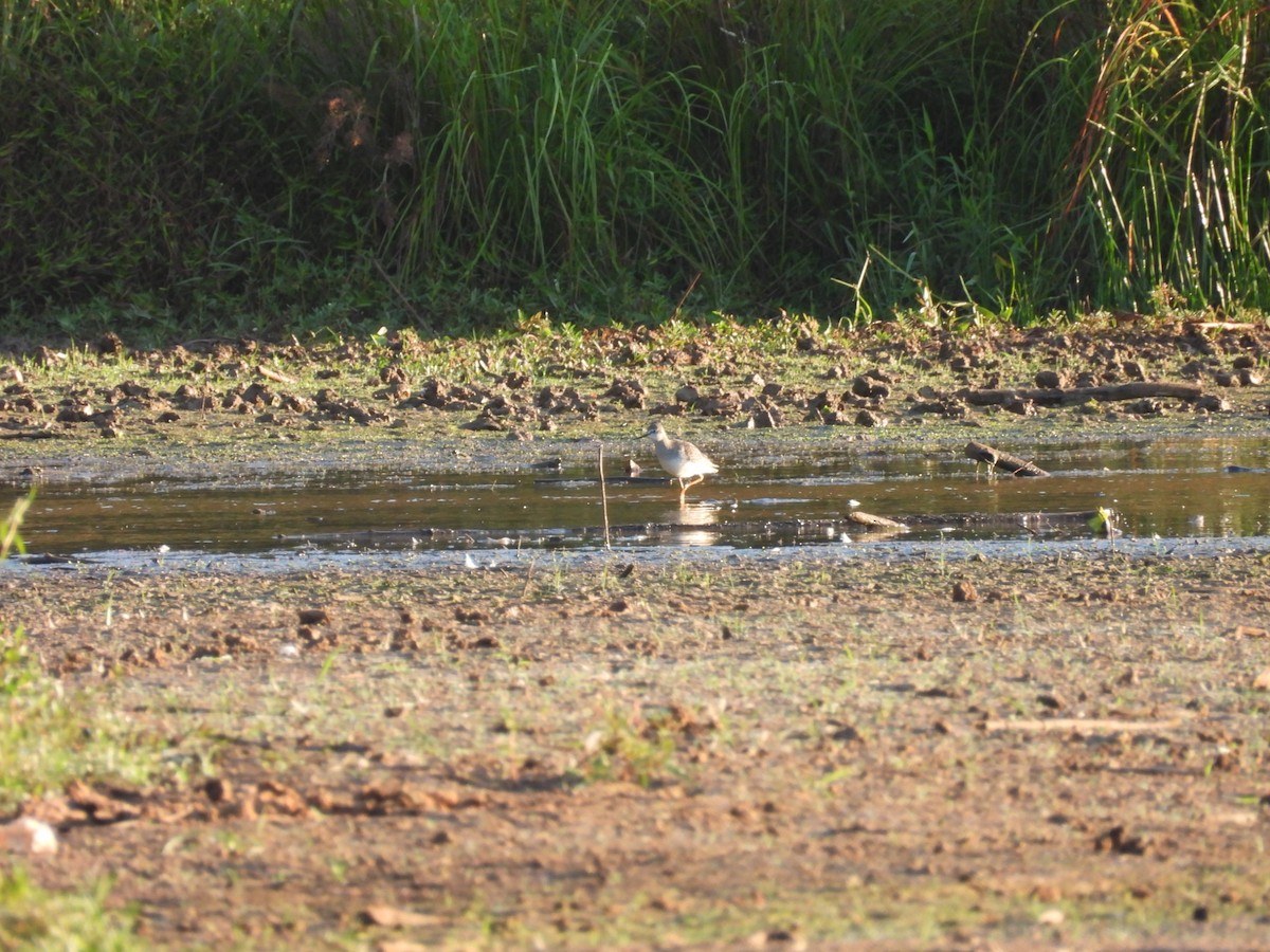 Greater Yellowlegs - ML641818342