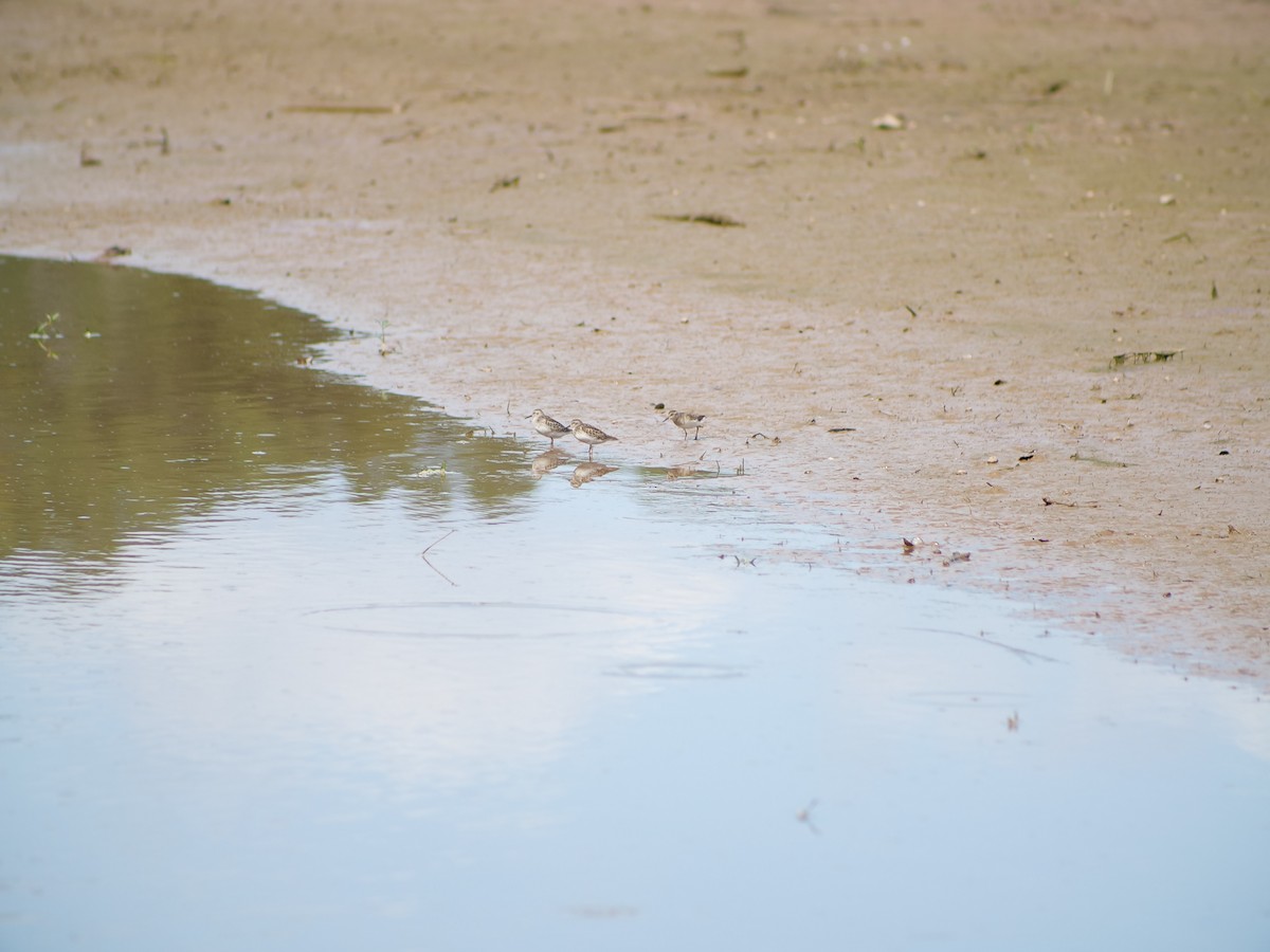 Least Sandpiper - ML641818353