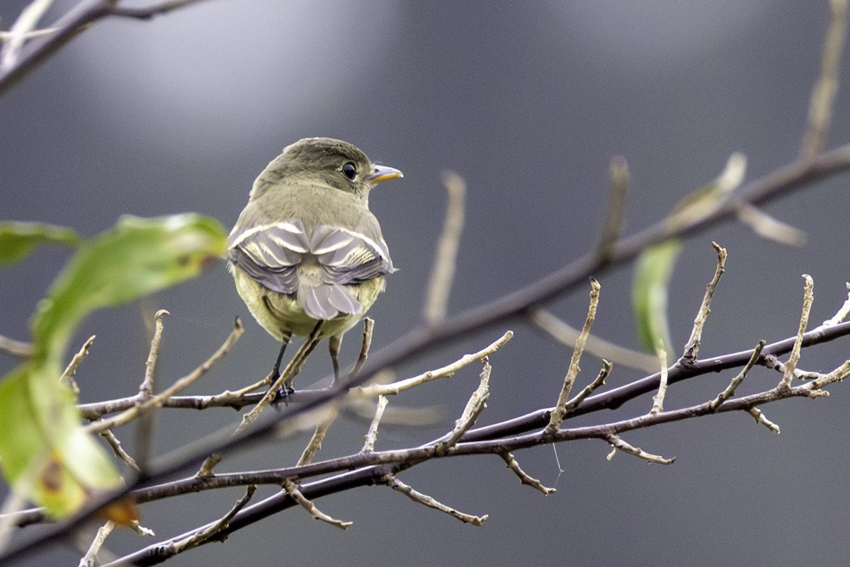 Empidonax sp. - ML641818365