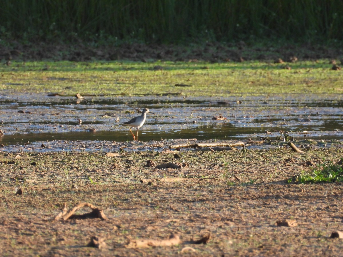 Lesser Yellowlegs - ML641818369