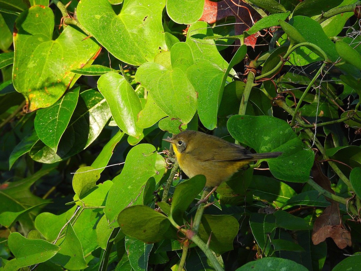 Common Yellowthroat - ML641818382