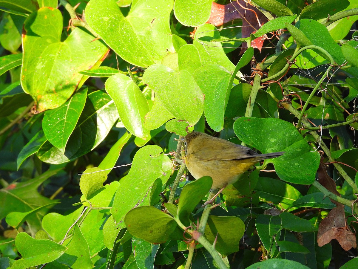 Common Yellowthroat - ML641818383