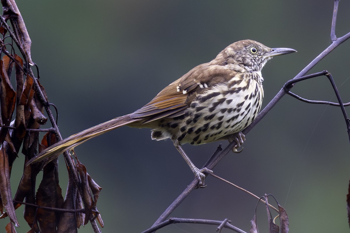 Brown Thrasher - ML641818388