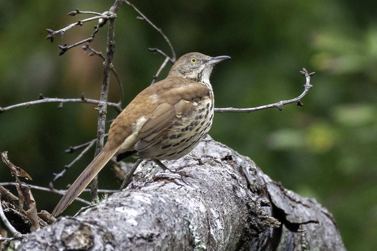 Brown Thrasher - ML641818389