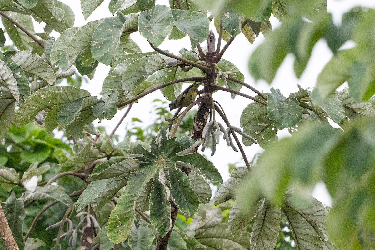 Yellow-winged Tanager - ML641818390
